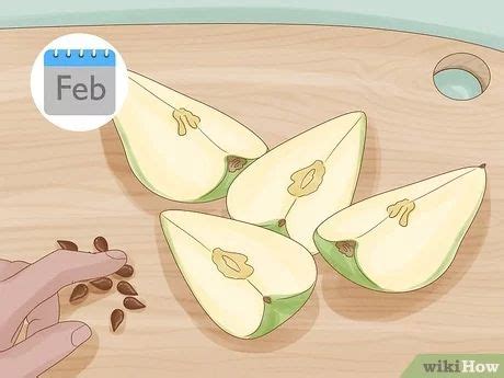 How To Grow Pear Trees From Seed With Pictures Wikihow Growing