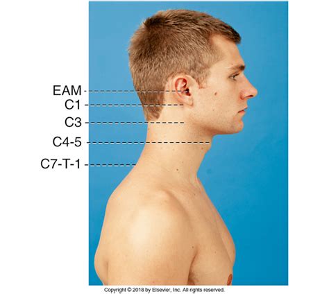 Cervical Anatomy Diagram Cervix