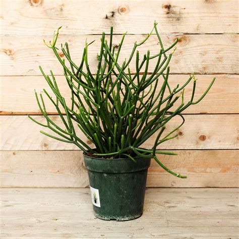 Euphorbia Pencil Cactus Campbell S Nursery