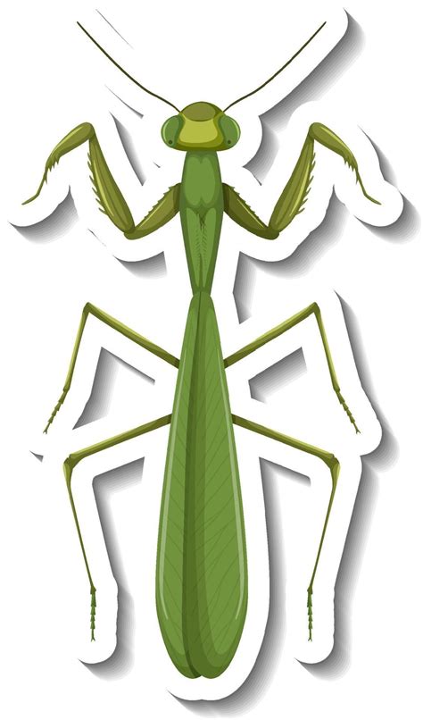 A Sticker Template With Top View Of A Mantis Isolated Vector