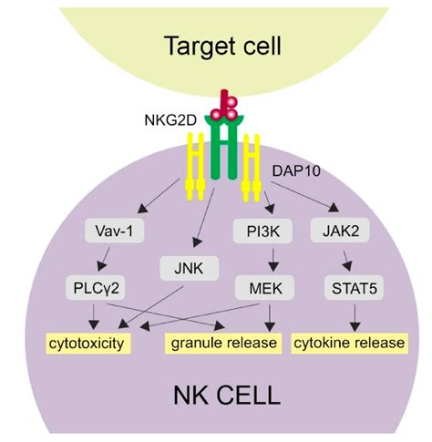 Cells Free Full Text Nkg2d Natural Killer Cell Receptor—a Short