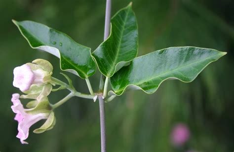 Moth Plant