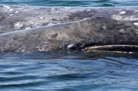 Gray Whale Calf and Mother - Laguna San Ignacio Ecosystem Science Program