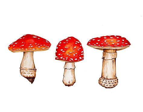 Red Mushrooms Illustration Print Watercolor Illustration Watercolor