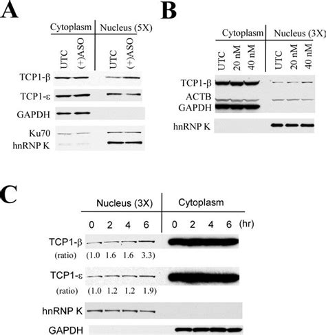 The Nuclear Level Of Tcp Protein Can Be Increased Upon Ps Aso