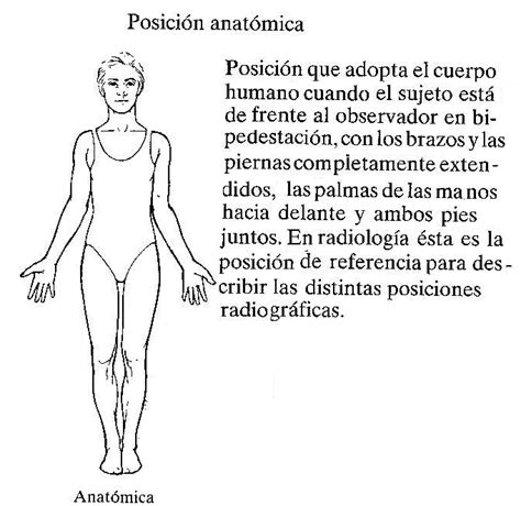 Posiciones Anat Micas Quir Rgicas Y No Quir Rgicas B Sicas Apr Ndel