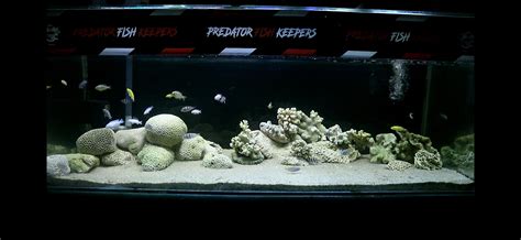 Cichlid Tank Setup Ideas