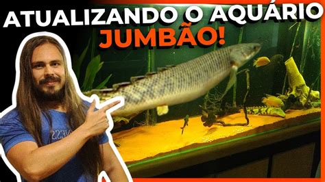 ATUALIZAÇÃO DO AQUÁRIO JUMBO OS PEIXES ESTÃO IMENSOS Mr Betta