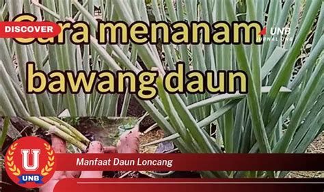 Temukan 6 Manfaat Daun Loncang Yang Jarang Diketahui