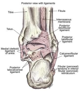 Ankle Joint Anatomy: Overview, Lateral Ligament Anatomy and, deltoid ...