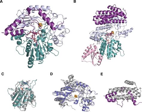 Structural Comparison Of Tsrm And Oxsb Ribbon Diagrams Of A Kstsrm