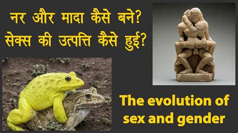 नर और मादा कैसे बने सेक्स की शुरुआत कैसे हुई The Evolution Of Sex