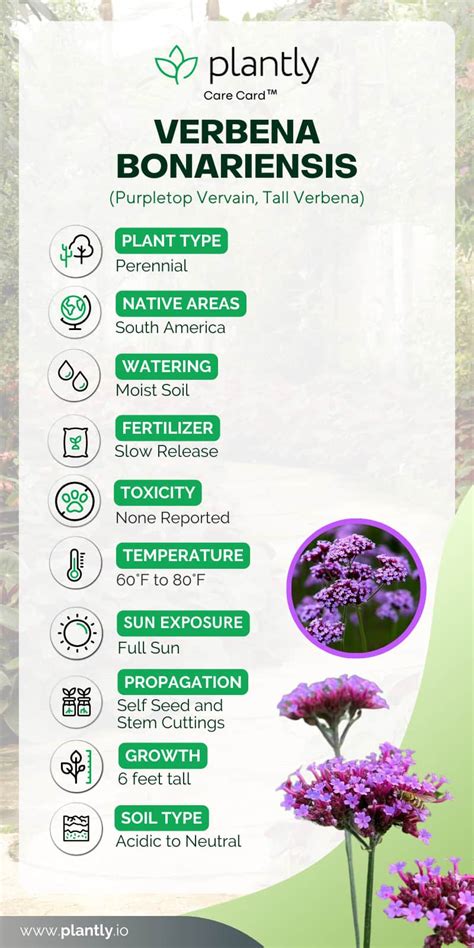 Verbena Bonariensis Plant Care Guide Plantly