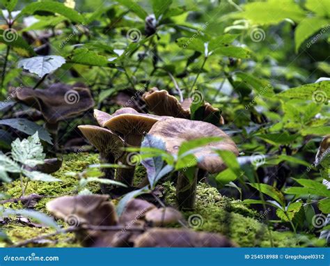 Milkcap Mushrooms In Vermont Forest Stock Photo Image Of Woodland