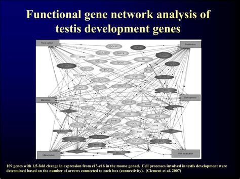PPT BSCI K Lecture Developmental Genetics Of Sex Determination PowerPoint Presentation