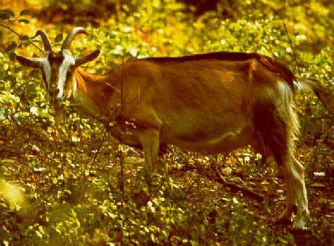 Italian Breeds Of Goats Selvatica Di Samotracia