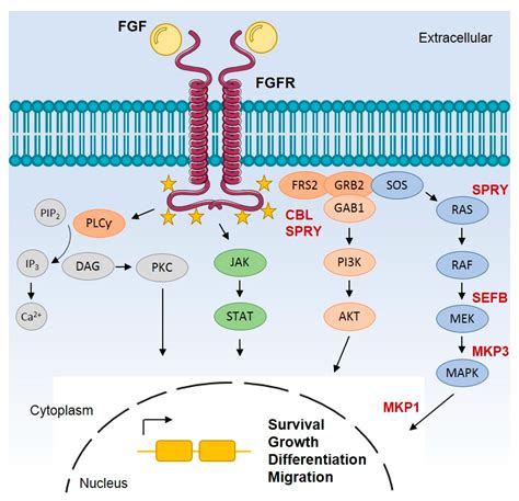 Cells Free Full Text Targeting The Fibroblast Growth Factor