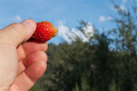 Free Images Hand Tree Fruit Leaf Flower Food Produce Autumn