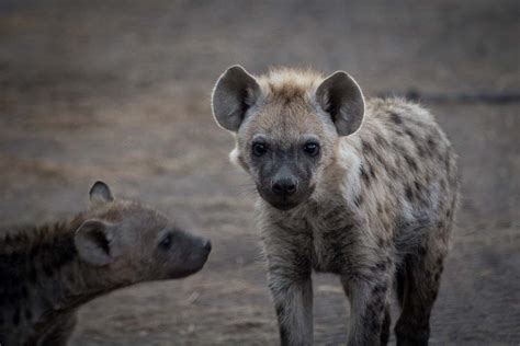 Wild dog vs Hyena | Sabi Sabi Private Game Reserve Blog