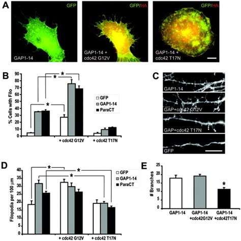 Regulation Of Dendritic Branching And Filopodia Formation In