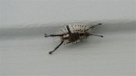 Tussock Moth Caterpillar by LaMoonstar on DeviantArt