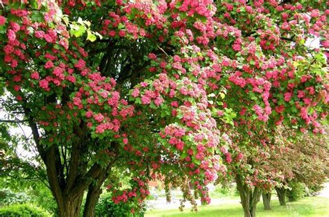 Боярышник, описание растения, его применение, особенности выращивания и ...