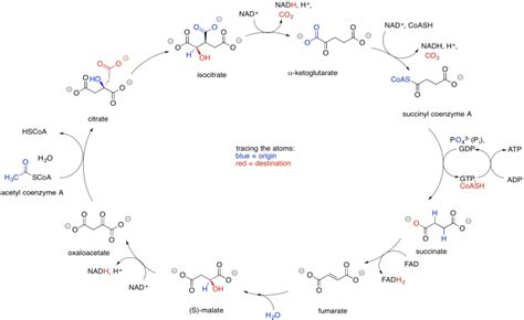 TCA Cycle