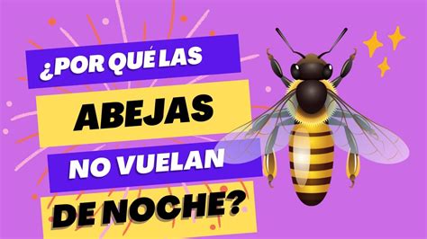 Por Qu Las Abejas No Vuelan De Noche Desc Brelo Youtube