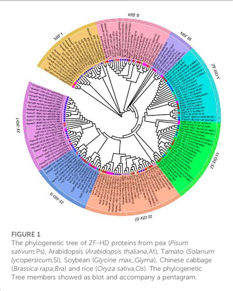 Figure 1 from Genome wide identi ﬁ cation and expression analysis of