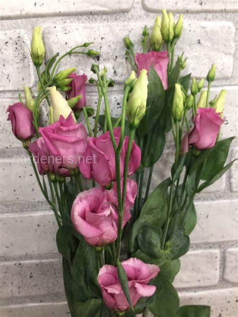 Как вырастить цветы на срез: советы опытных цветоводов | Огородники