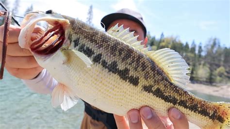 How I Catch Bass With Plasic Worm At Bass Lake Do Not Watch Unless You Want To Know