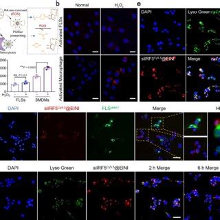 Cellular Uptake And Intracellular Distribution Of The Nano Formulation