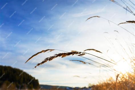 Premium Photo Dry Grass Spikelet Closeup On Background Of Blue Cloudy