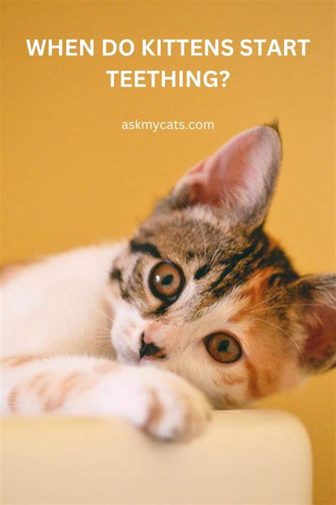 Cat Teething: Understanding the Age Timeline and Signs