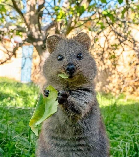 quokka selfies happiest australian animal  smiles