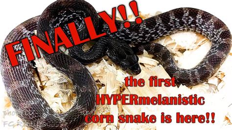 Introducing Black Diamond The Newest Corn Snake Mutation Youtube