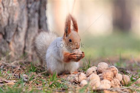 Squirrel Eating Walnut Picture And Hd Photos Free Download On Lovepik