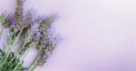 Lilac vs Lavender: A Guide to the Different Shades of Purple – Colors that GO