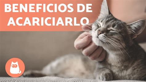 Acariciar A Un Gato Los Sorprendentes Beneficios Para Tu Bienestar