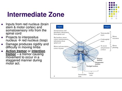 Ppt The Motor System And Its Disorders Powerpoint Presentation Free