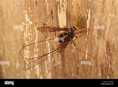 A Female Giant Ichneumon Wasp Megarhyssa Atrata Withdraws Her Ovipositor After Laying An Egg