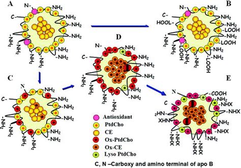 Oxidized Low Density Lipoprotein Springerlink