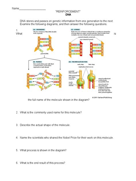 DNA Worksheet | PDF