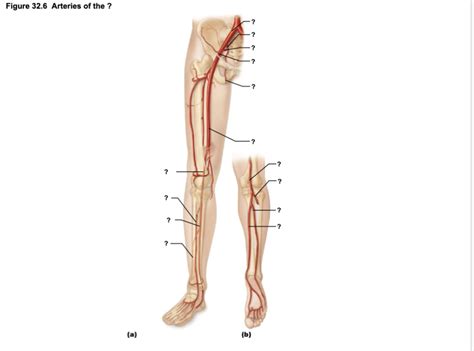 Bsc L Arteries Of The Right Pelvis Lower Limb Diagram Quizlet