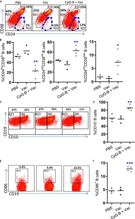 Frontiers Tlr And Cd Targeting Vaccination Promotes Human B Cell