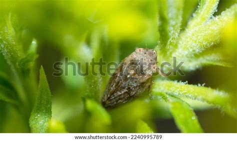 81 Common Froghopper Images, Stock Photos & Vectors | Shutterstock