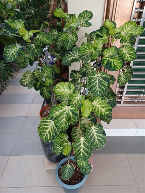 Polyscias Balfouriana Variegated Balfour Aralia Furniture Home