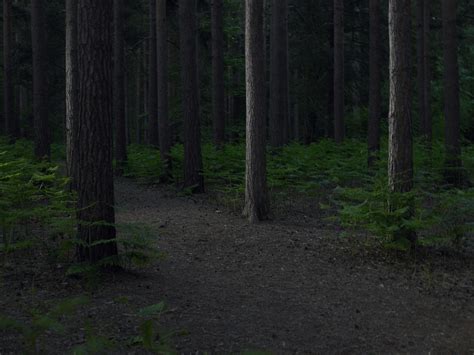 Camera Captures Deer Shedding Antlers in Middle of the Night | TIME