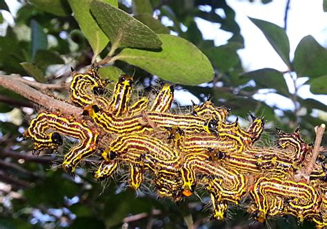 Prominent Caterpillars in genus Datana - What's That Bug?