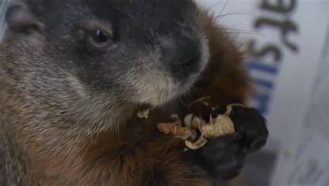 Groundhogs aside, meteorologists say Eastern Canada and Prairies can ...